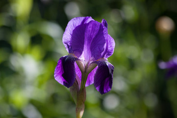 Schwertlilien im Naturgarten