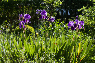 Schwertlilien im Naturgarten