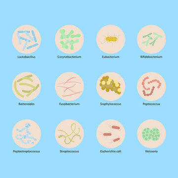 Types of Womans vaginal flora or microbiota in vagina, Signs of Good and Bad Bacteria