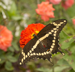 Dorsal view of papilio Cresphontes, Giant Swallowtail butterfly feeding on a red Zinnia flower in...