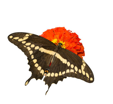 Dorsal view of papilio Cresphontes, Giant Swallowtail butterfly feeding on a red Zinnia flower, isolated on white