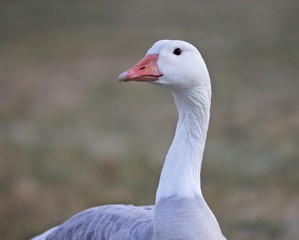 Beautiful isolated image of a wild snow goose