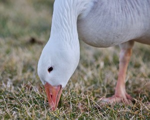 Beautiful background with a wild snow goose eating the grass