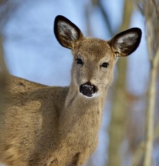 Beautiful isolated portrait of a cute wild deer in the forest