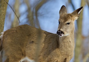 Beautiful background with a wild deer in the forest