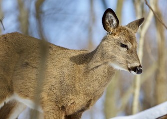 Beautiful isolated photo of a young wild deer in the forest