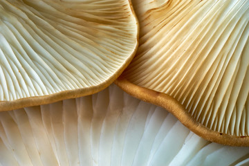 Maitake Mushrooms Cluster