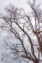 Fototapeta na wymiar Leafless tree