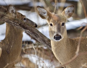 Beautiful isolated photo with two wild deer in the snowy forest