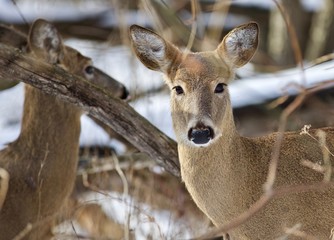 Beautiful isolated picture with two wild deer in the snowy forest