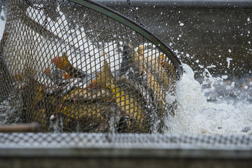 Fishing pond - sorting fish carp and other fish