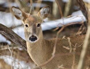 Beautiful isolated photo with a cute wild deer in the snowy forest