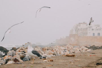 Essaouira 