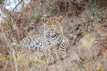 Leopard laying in the grass.