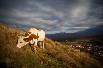 Fototapeta na wymiar Cow grazing on hill