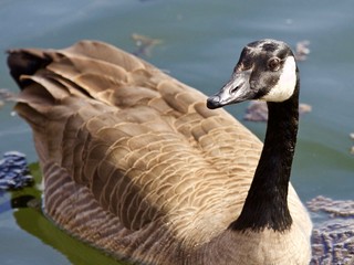 Beautiful isolated photo of a wild Canada goose in the lake