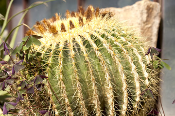 Кактус. Никитский ботанический сад. Республика Крым