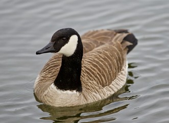 Beautiful isolated image of a cute wild Canada goose in the lake