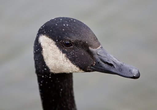 Amazing portrait of a cute wild Canada geese