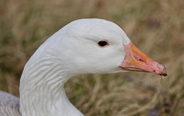 Beautiful isolated picture of a wild snow goose