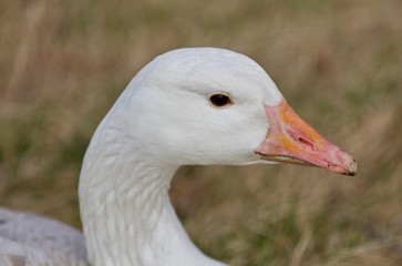 Beautiful portrait of a wild snow goose