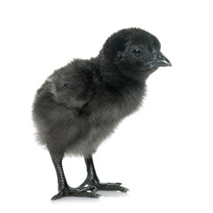 ayam cemani chick