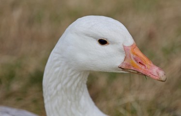Beautiful background with a wild snow goose on the grass field