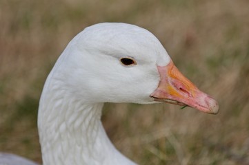 Beautiful isolated image with a strong snow goose on the grass field