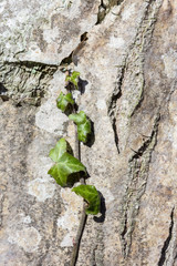 Gemeiner Efeu am Baum II