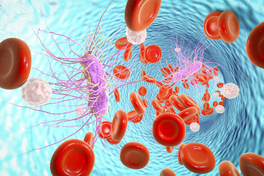 Escherichia coli bacterium in blood, 3D illustration. Sepsis, bacteriemia. Illustration shows rod-shaped bacterium E. coli with peritrichous flagella