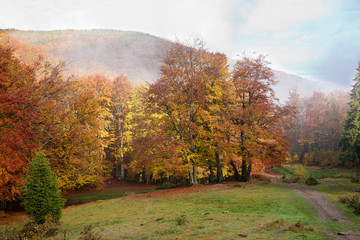 A light fog in beech forest in the golden autumn in Carpathians