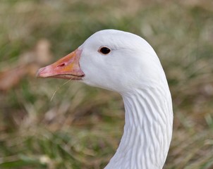 Beautiful isolated image with a strong confident snow goose on the grass field