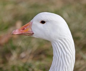 Beautiful isolated photo with a strong confident snow goose on the grass field