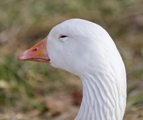Funny isolated image with a sleepy snow goose on the grass field