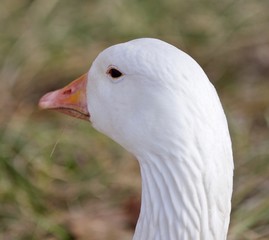 Funny isolated photo with a sleepy snow goose on the grass field