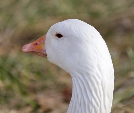 Funny isolated image with a snow goose on the grass field
