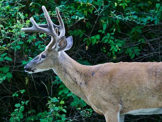 Beautiful isolated photo of a wild male deer with the horns near the green bush