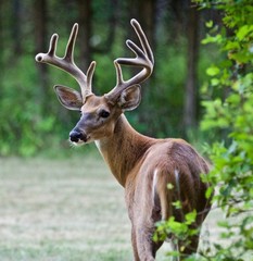 Naklejka na ściany i meble Beautiful isolated photo of a wild male deer with the horns looking back