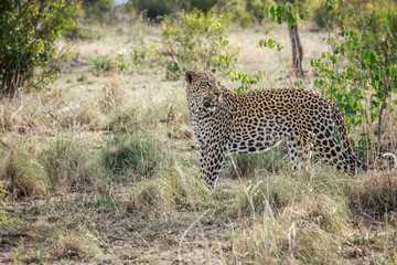 Fototapeta na wymiar Leopard looking back.