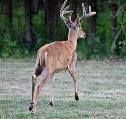 Beautiful isolated photo of a wild male deer with the horns running away