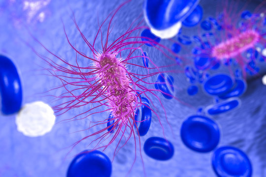 Escherichia coli bacterium in blood, 3D illustration. Sepsis, bacteriemia. Illustration shows rod-shaped bacterium E. coli with peritrichous flagella