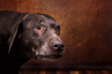 Chocolate Labrador Portrait - alter Hund