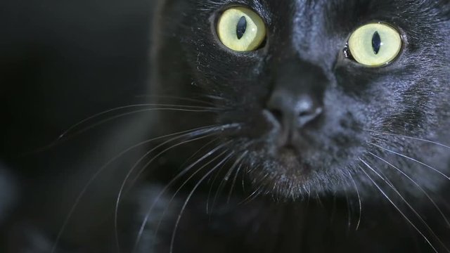 black cat close up