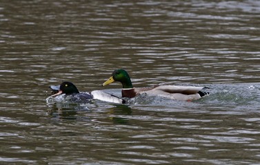 Funny picture of a duck chasing another