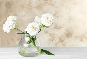 Beautiful white dahlia flowers in vase on light background