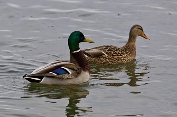 Beautiful background with a pair of mallards