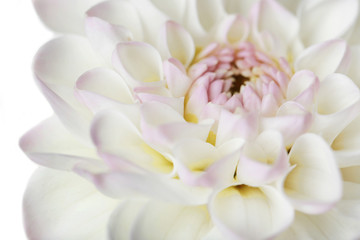 Obraz na płótnie Canvas Beautiful white dahlia flower, closeup