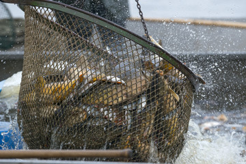 Fishing pond - sorting fish carp and other fish