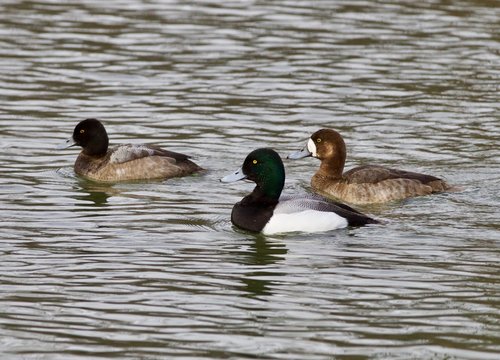 Three ducks in a lake