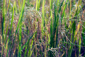 Paddy rice field in clear light day, close up.